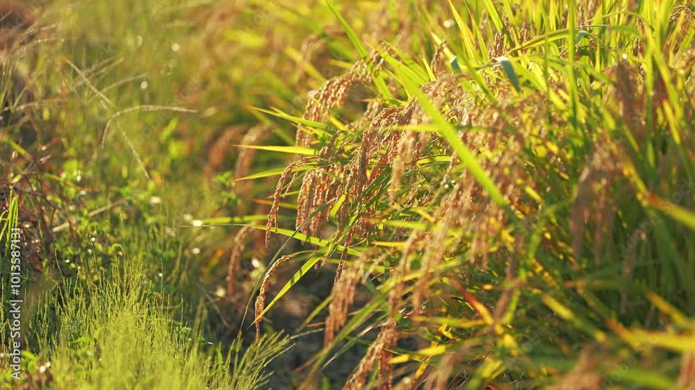 Ear of rice plant in autumn,harvest Ear of rice plant in autumn,harvest