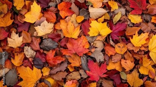 A colorful pile of autumn leaves in shades of orange, red, and yellow, covering the forest ground