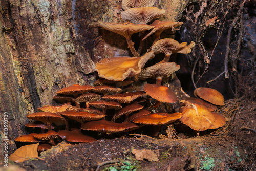 mushrooms in the forest