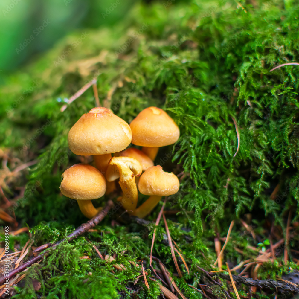 mushroom in the forest mushroom in the forest