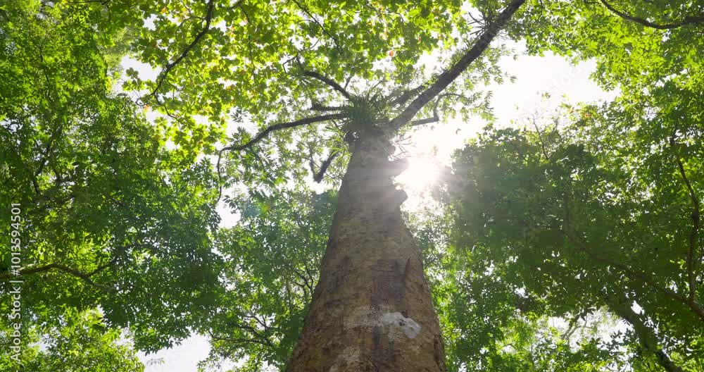 Big tree tall woods spring forest morning sunlight nature background. sun shining break through foliage branch low angle view. 