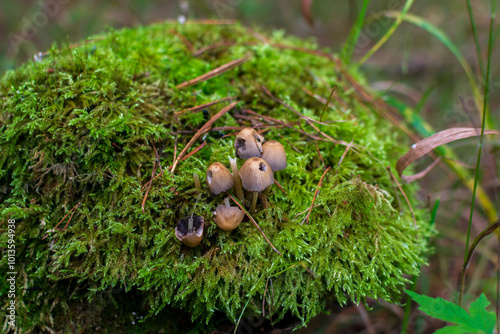 Mushrooms on the moss ground