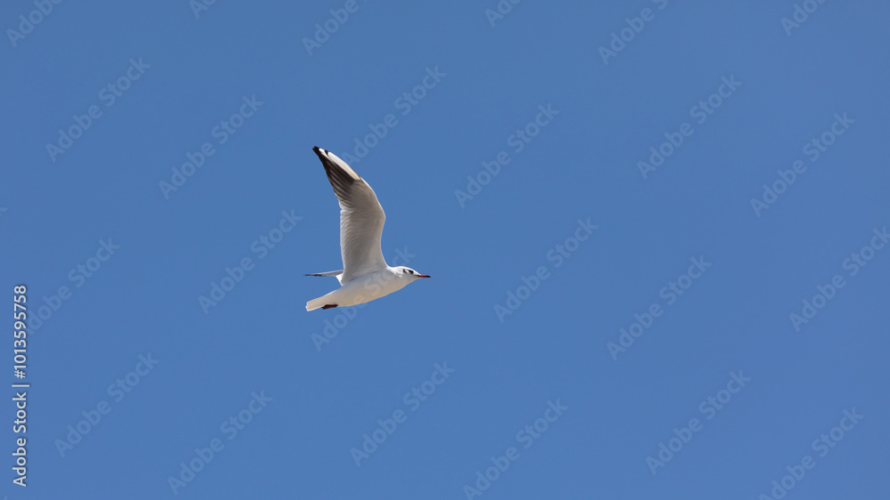 Möwe im Himmel Möwe im Himmel