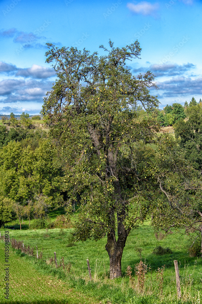 arbre fruitier, poirier dans un verger arbre fruitier, poirier dans un verger
