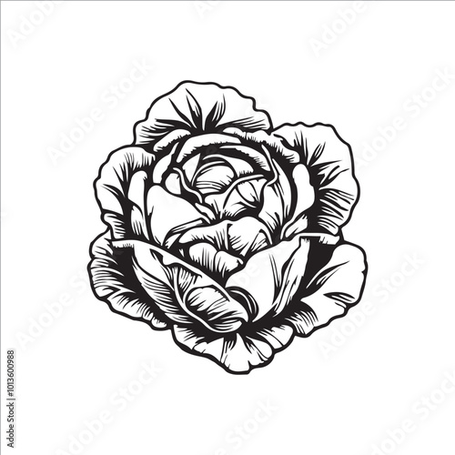 cabbage silhouette vector illustration, Simple, clear and beautiful arts and crafts 