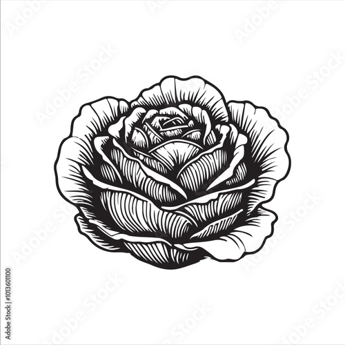 cabbage silhouette vector illustration, Simple, clear and beautiful arts and crafts 