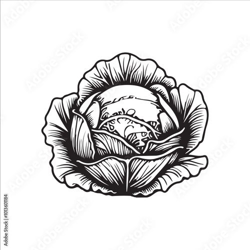 cabbage silhouette vector illustration, Simple, clear and beautiful arts and crafts 