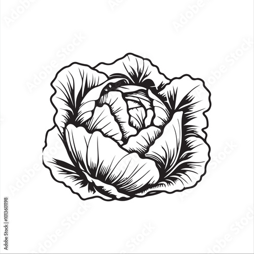 cabbage silhouette vector illustration, Simple, clear and beautiful arts and crafts 