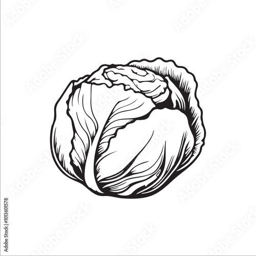 cabbage silhouette vector illustration, Simple, clear and beautiful arts and crafts 