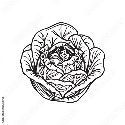 cabbage silhouette vector illustration, Simple, clear and beautiful arts and crafts 