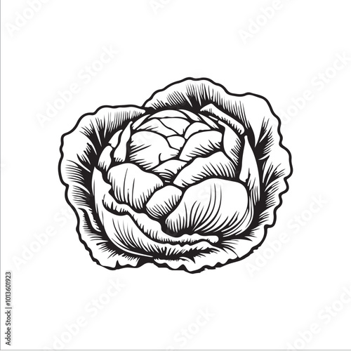 cabbage silhouette vector illustration, Simple, clear and beautiful arts and crafts 