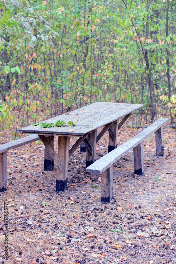 long wooden table and benches on grey ground among green vegetation and trees in autumn park long wooden table and benches on grey ground among green vegetation and trees in autumn park