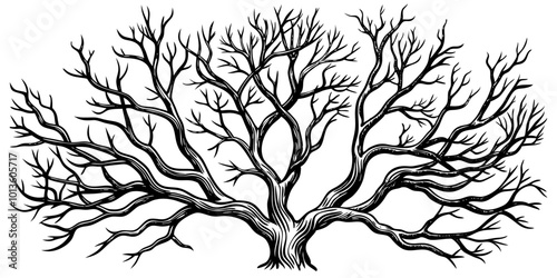 Tree branches collection, dry tree branches on white background