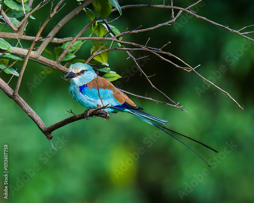 niger, niamey, africa, West Africa,  photo