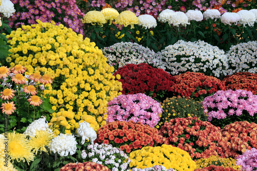 菊花展　ざる菊