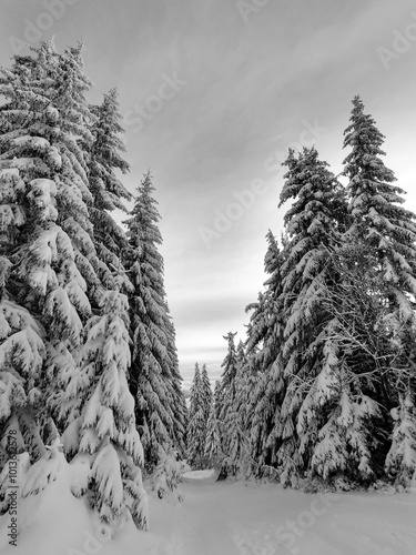 Obraz na płótnie Nature under the snow during winter. Slovakia w salonie
