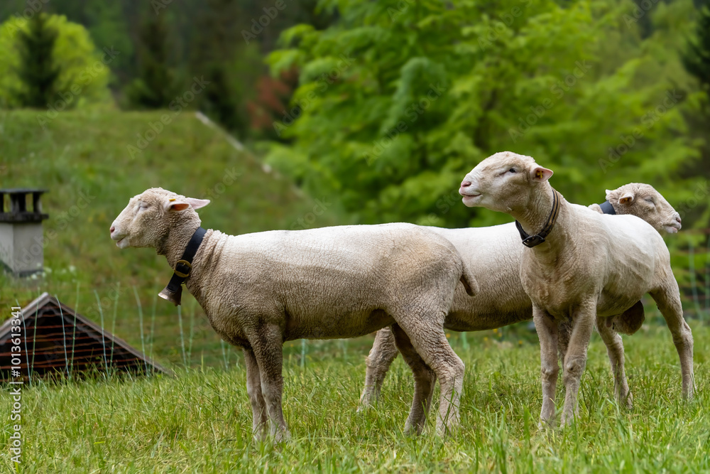 Obraz premium white goat on the farm