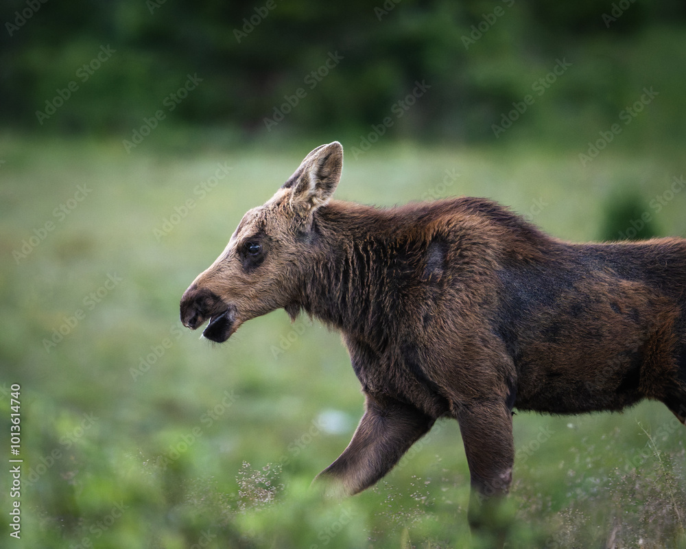 A Baby Moose Calf in Rocky Mountain National Park, Colorado. A Baby Moose Calf in Rocky Mountain National Park, Colorado.