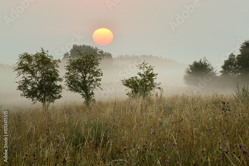 Misty dawn in the meadows with the sun visible. Summer in Poland. Horizontal view