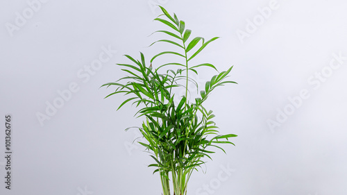 Indoor plant isolated on white