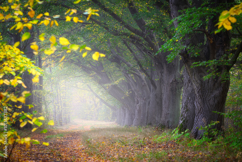 autumn morning in old trees avenue