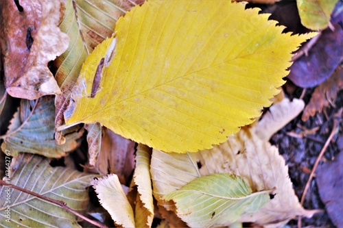 autumn dry leaves in the old forest photo