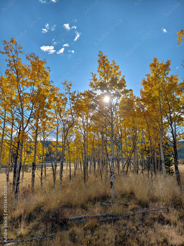 Fototapeta premium Fall colors and Foliage in Kenosha Pass Highway 285, Colorado.