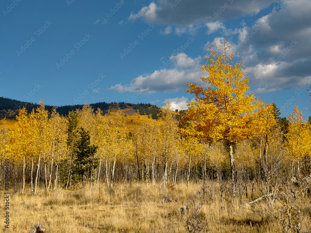 Fototapeta premium Fall colors and Foliage in Kenosha Pass Highway 285, Colorado.