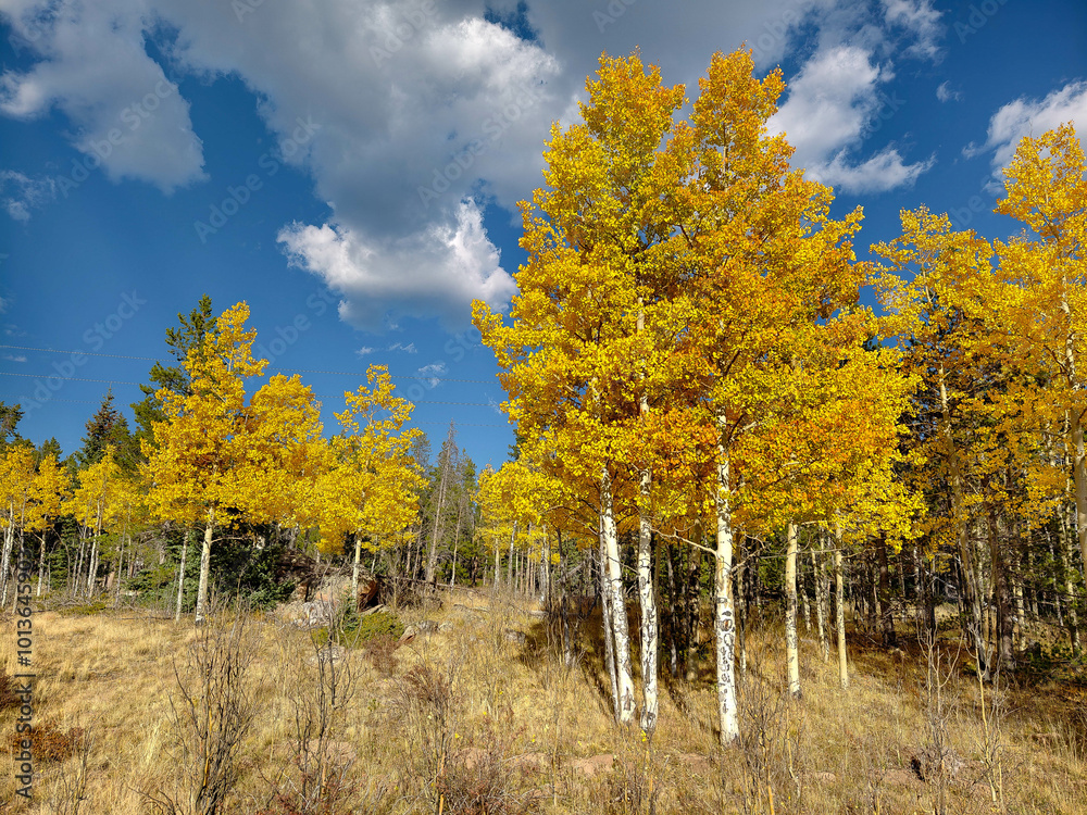 Fototapeta premium Fall colors and Foliage in Kenosha Pass Highway 285, Colorado.