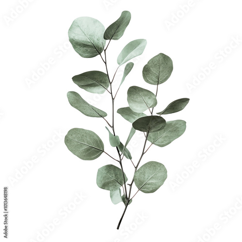 Eucalyptus branch, white isolated background