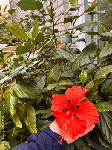 Hibiscus Flower 