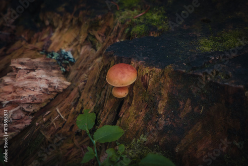 mini mushrooms on tree stump in forest
