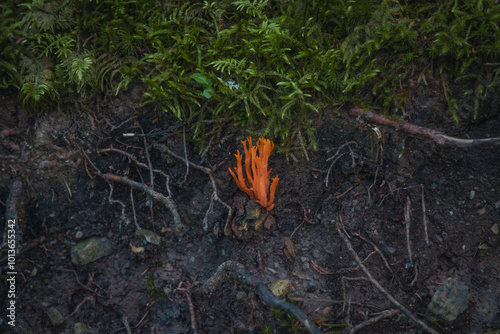 orange mushrooms in woods