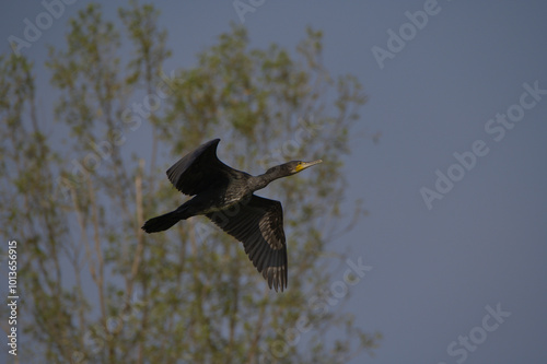 cormorano in volo