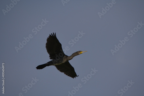 cormorano in volo