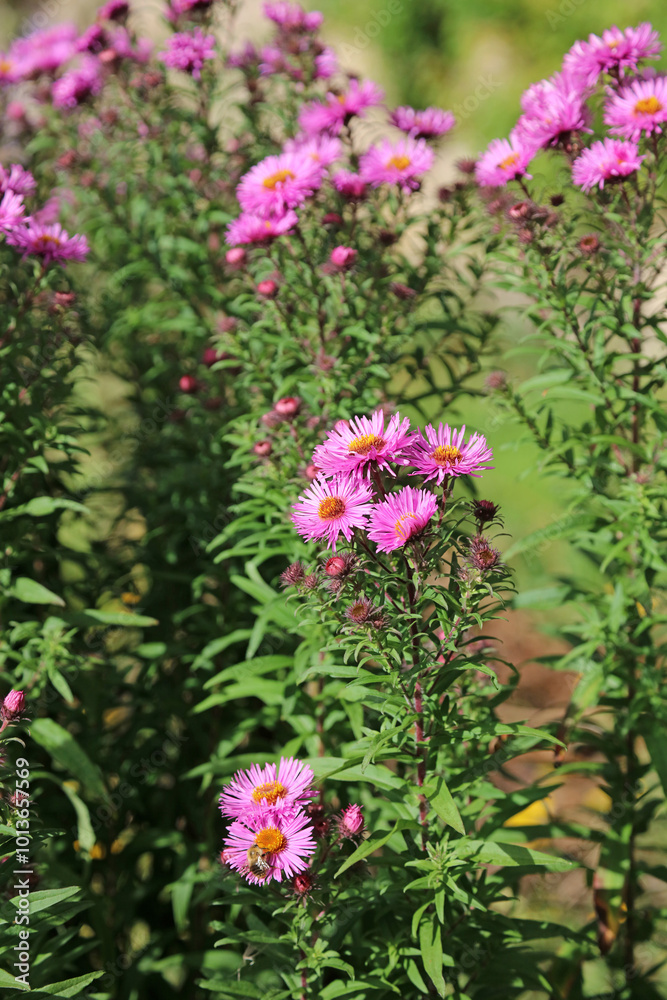 Sunlit New England Aster plants, Oxfordshire England
Sunlit New England Aster plants, Oxfordshire England