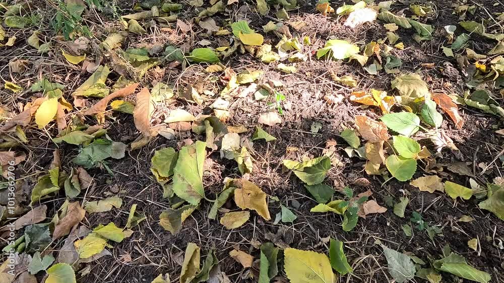 autumn leaves on the ground. dry autumn leaves. autumn nature. beautiful sunny autumn. autumn leaves on the ground. dry autumn leaves. autumn nature. beautiful sunny autumn.