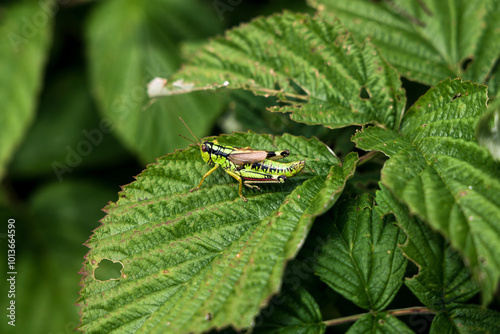 grasshopper on green leaf