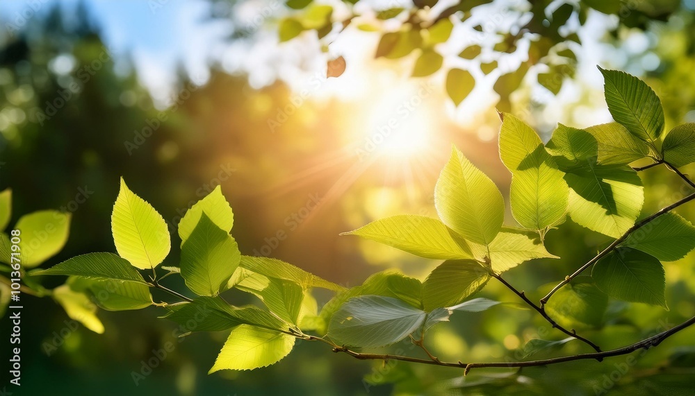 A bright, blurred sun peeking through foliage, evoking a sense of warmth, light, and hope. A bright, blurred sun peeking through foliage, evoking a sense of warmth, light, and hope.