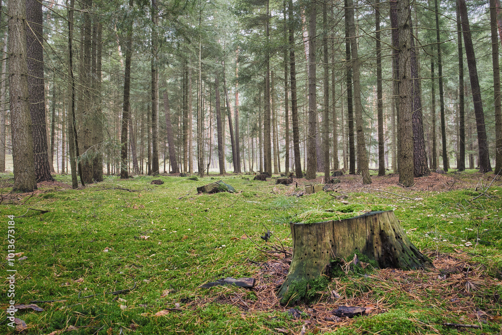 Wald - Beautiful - Rays - Sunlight - Forest - Green - Silent - Summer - Morning - Landscape - Scenic - Woodland - Nature - Concept - Ecology - Environment Weniger anzeigen