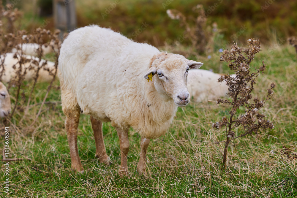 A white sheep is grazing in a meadow A white sheep is grazing in a meadow