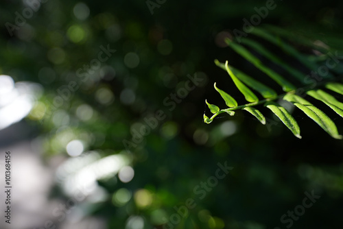 Fern leaves macro closeup with spider web photo