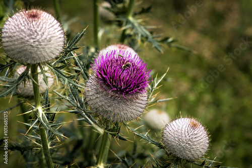 thistle flower in bloom in forest