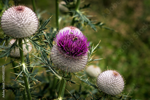 thistle flower in bloom