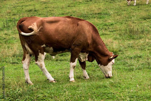 cow in the field