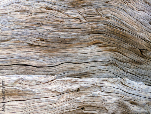 An intricate close-up of the textured and weathered surface of driftwood, showcasing natural patterns and earthy tones. Perfect for backgrounds, abstract art, and nature-themed designs. photo