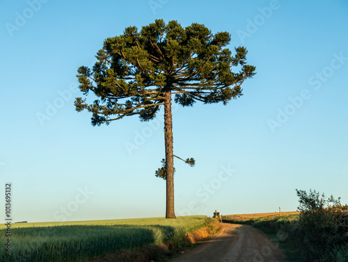 Typical Paraná pine (araucaria angustifolia) grows in cold regions of southern Brazil and produces pine nuts photo