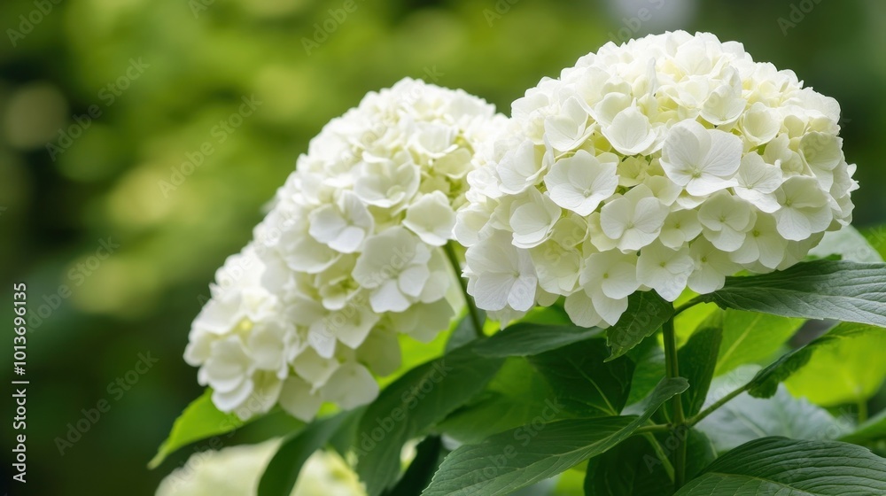 White Hydrangea Flowers Blooming in a Garden White Hydrangea Flowers Blooming in a Garden