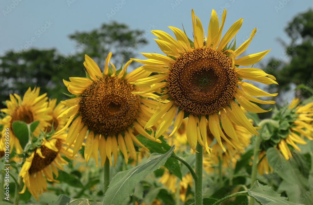 Fototapeta premium Sunlit giants standing tall, these vibrant sunflowers bask in the warmth of a summer day, their golden petals radiating against a backdrop of lush greenery.