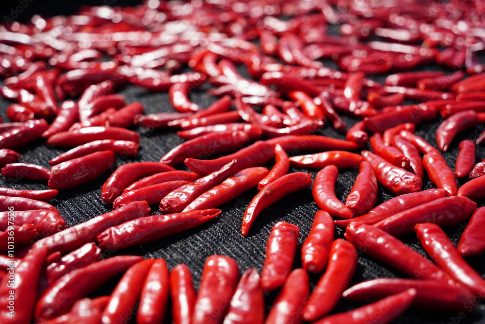 Drying red peppers under the autumn sun Drying red peppers under the autumn sun